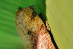 Protopolybia exigua