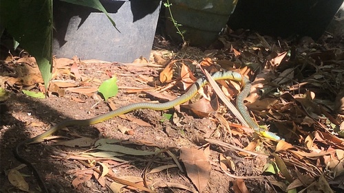 Common Tree Snake sighting