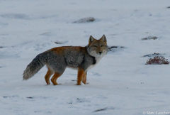 Vulpes ferrilata