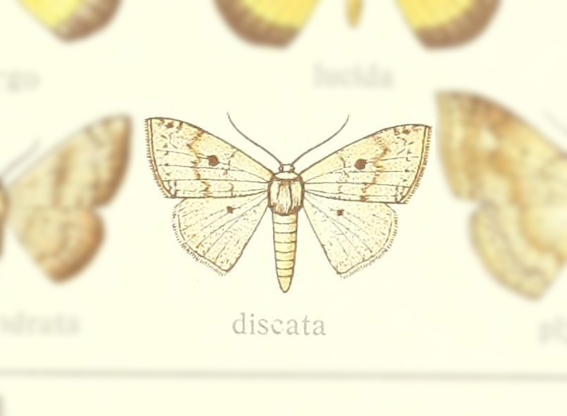 Somatina discata