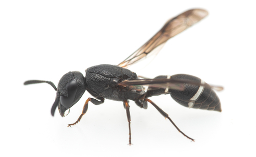 Microdynerus abdelkader