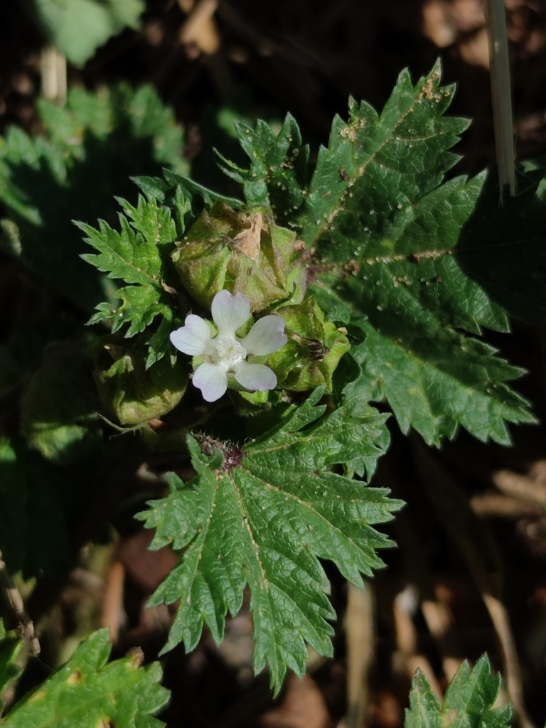 Malva oxyloba