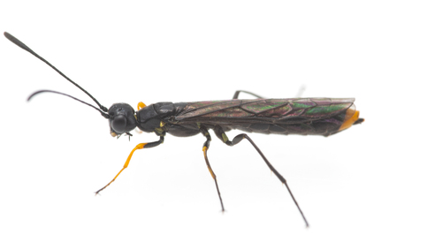 Calameuta haemorrhoidalis