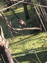 Butorides virescens image