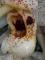Stanhopea florida, photograph Nolan Exe, CC BY, iNaturalist via GBIF