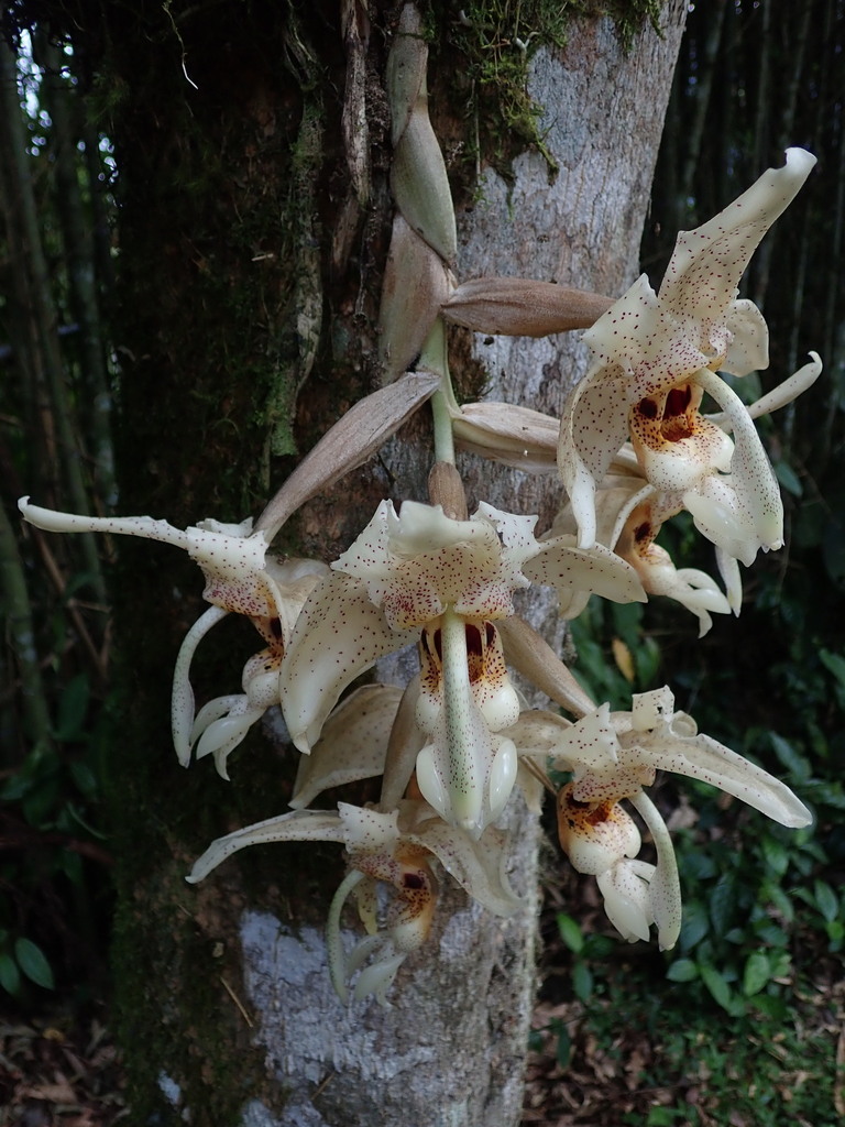 Stanhopea florida