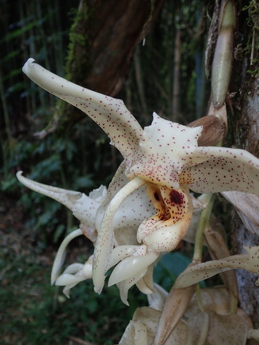Stanhopea florida, photograph 1
