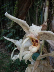 Stanhopea florida, photograph Nolan Exe, CC BY, iNaturalist via GBIF