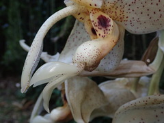 Stanhopea florida, photograph Nolan Exe, CC BY, iNaturalist via GBIF