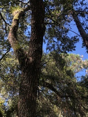 Pinus elliottii densa