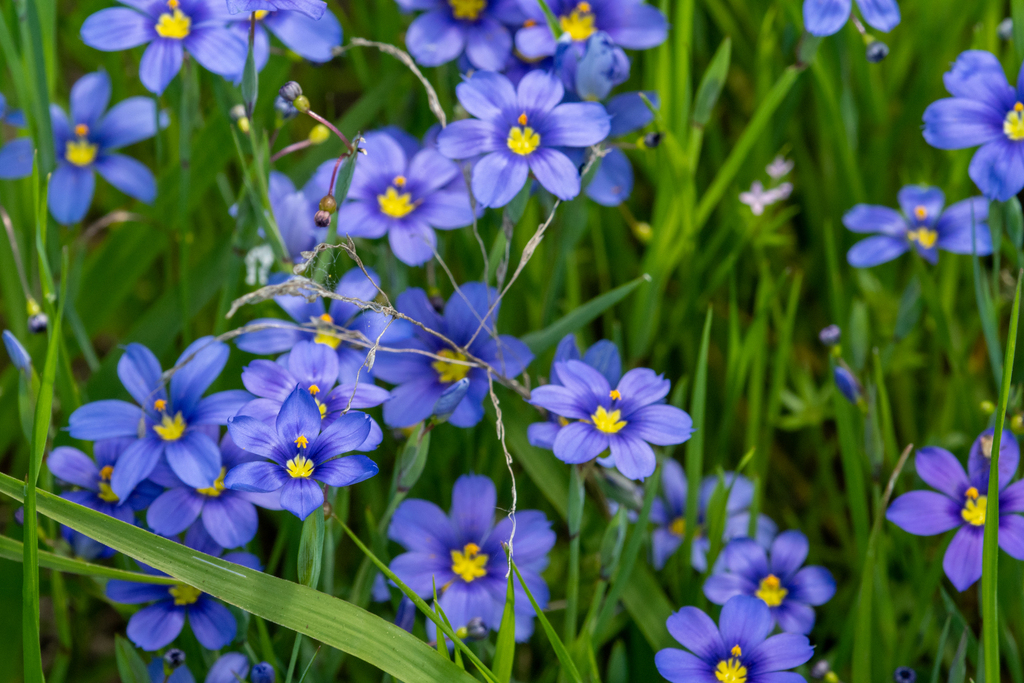 Roadside Blueeyed Grass from Lewisville, TX, USA on April 13, 2023 at