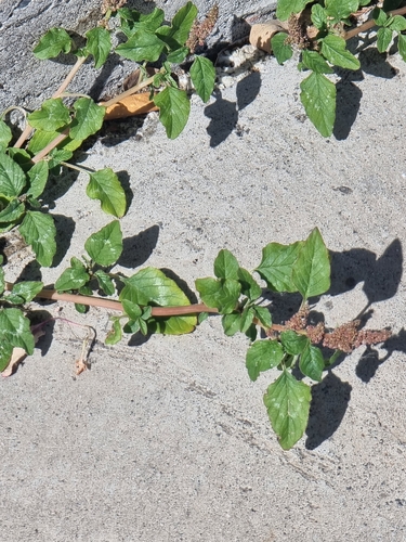 Amaranthus viridis image