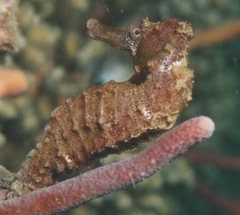 Hippocampus reidi