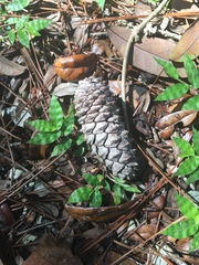 Pinus elliottii densa