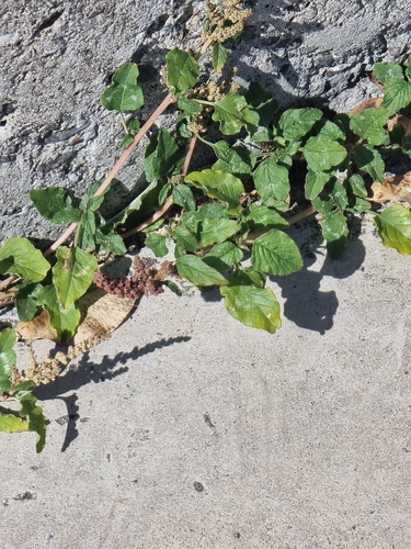 Amaranthus viridis image