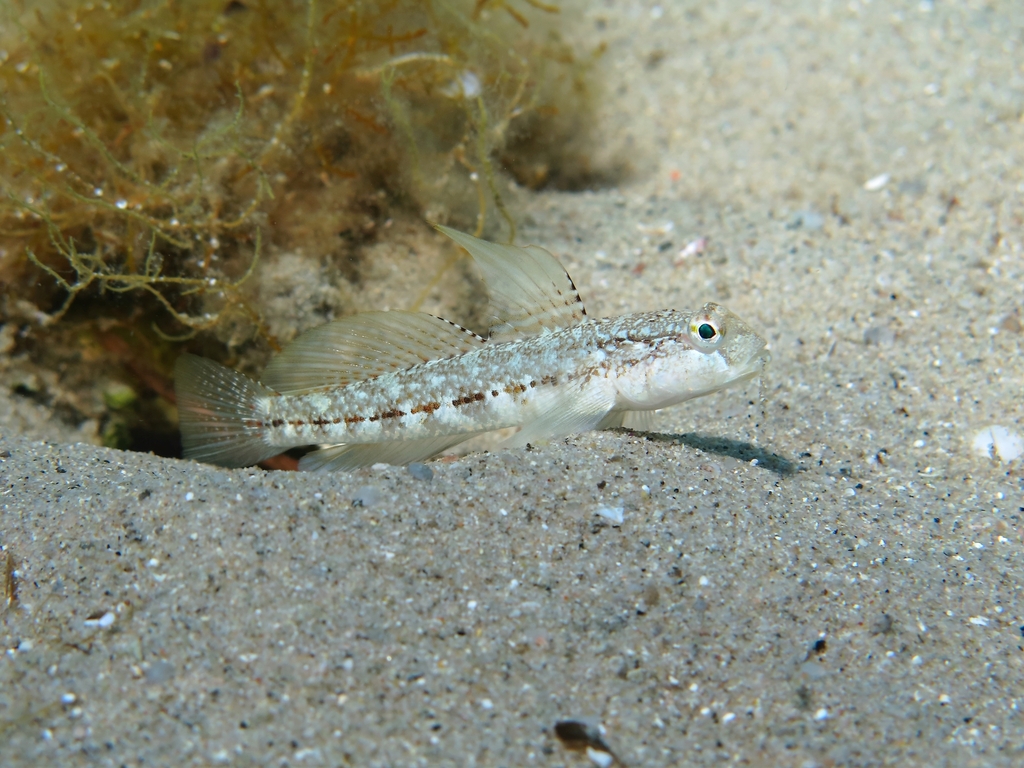 Roule's Goby