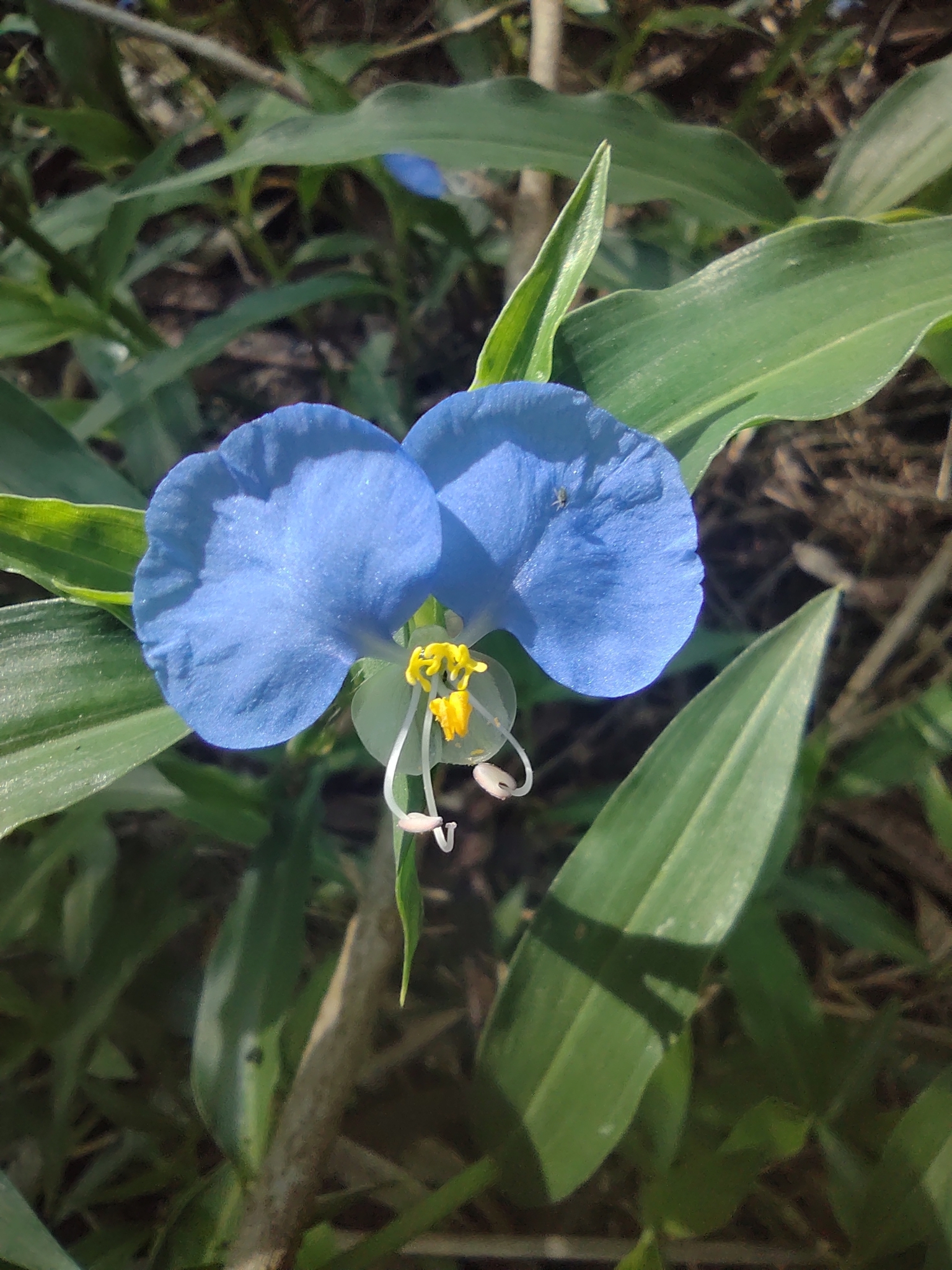 Commelina erecta