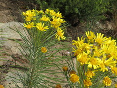 Euryops tenuissimus