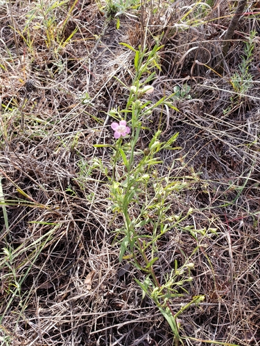 Agalinis heterophylla iNat (1)