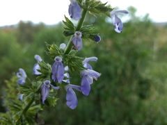 Salvia longispicata