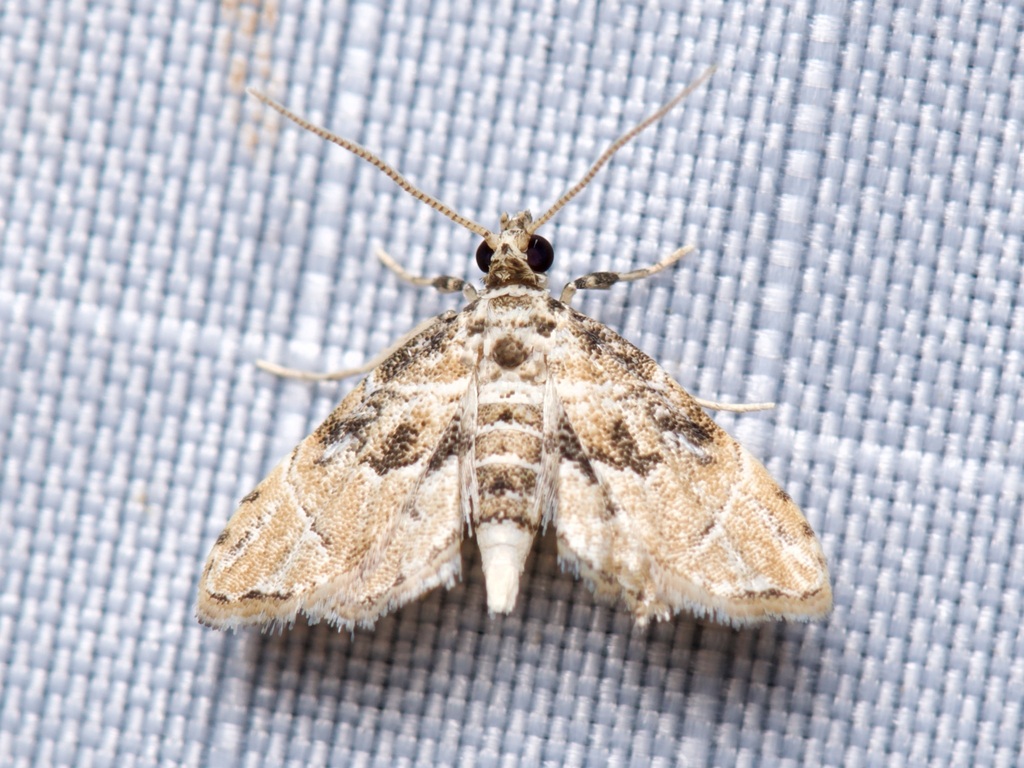 Microphysetica hermeasalis