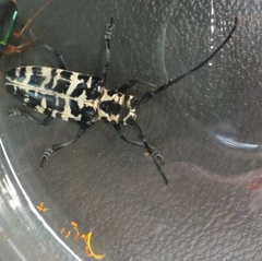 Plectrodera scalator