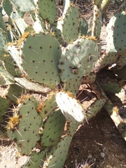 Opuntia confusa