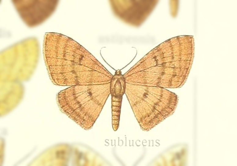 Somatina sublucens