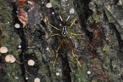 Cryptanura septentrionalis