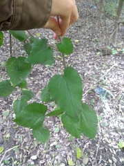 Morus nigra