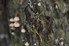 Cryptanura septentrionalis
