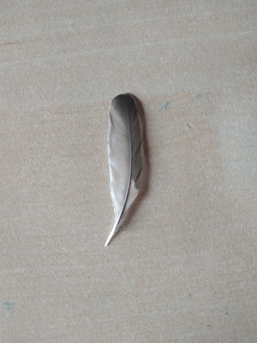 Plume de Gobemouche noir