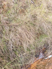 Schizachyrium tenerum