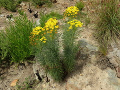 Euryops tenuissimus