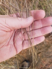 Schizachyrium tenerum