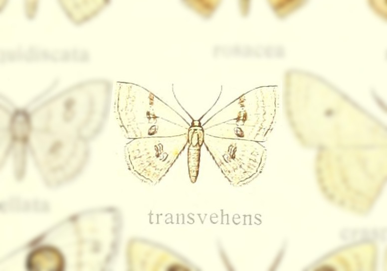 Problepsis transvehens