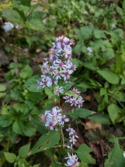 Symphyotrichum cordifolium