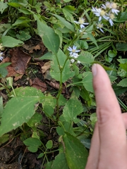 Symphyotrichum cordifolium