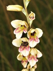 Gladiolus densiflorus image