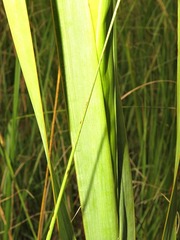 Gladiolus densiflorus image