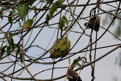 Gonolobus grandiflorus