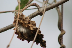 Gonolobus grandiflorus