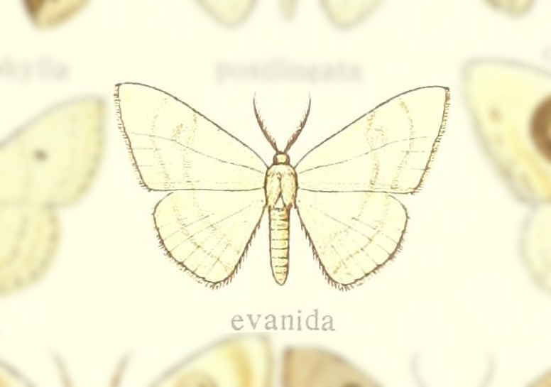 Problepsis evanida