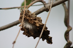 Gonolobus grandiflorus