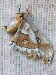 Antheraea oculea