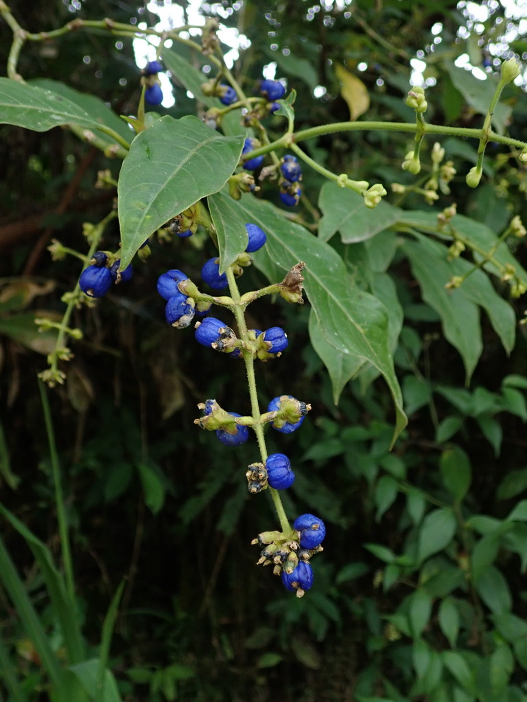 Palicourea caerulea