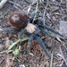 Mexican Rose Tarantula - Photo (c) Harald Alcaraz, some rights reserved (CC BY-NC), uploaded by Harald Alcaraz