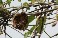 Gonolobus grandiflorus