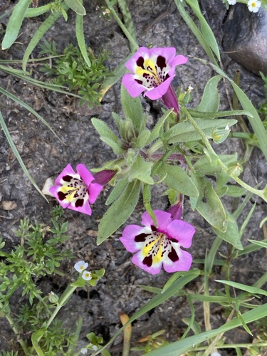 iNaturalist observation photo of tricolor monkeyflower