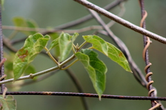Gonolobus grandiflorus
